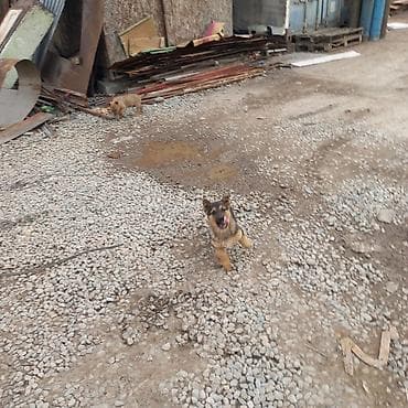 Үй жаныбарлары: Отдадим щенят в добрые руки, примерно 3-4 месяца, мальчик и девочка — 1