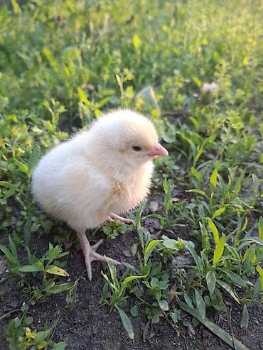 ящики для ягод: Продаю | Цыплята | Несушки — 1