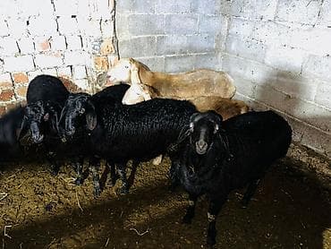 Башка жаныбарлар: Сатам | Кочкор (эркек) | Арашан | Көбөйтүү үчүн | Асыл тукумдуу — 2