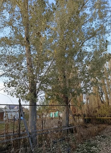 печь для отопления дома бишкек: Продаю 3 тополя, на корню село Сокулук — 4
