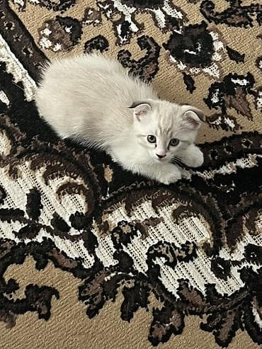 black cat: Сиамская, 2 месяца, Девочка, Приучена к лотку — 2