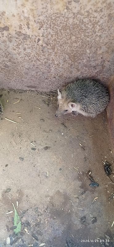 ош жапалак: Ежи ушастые (Hemiechinus auritus) Описание: - Вид: ушастый ёж — — 2