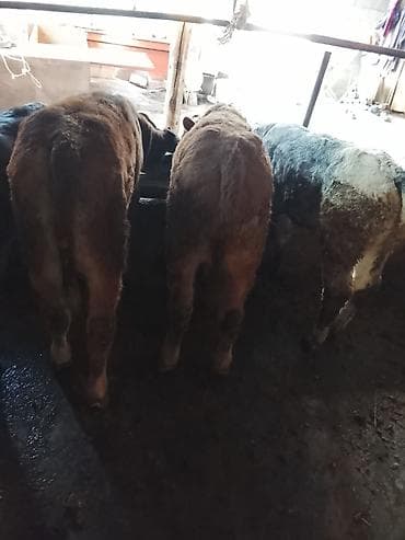 гуси бролерные: Продаю | Бык (самец) | Бельгийская | На откорм — 3