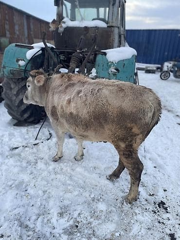 кукуруза бишкек: Продаю | Тёлка — 2