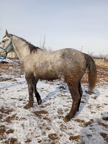охотничий дратхар: Продаю | Конь (самец) | Конный спорт — 3
