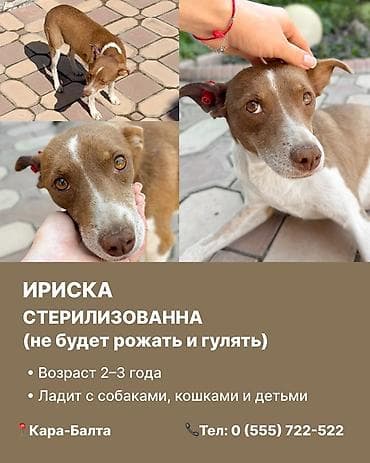 кыргыз и собака: Кара-Балта. Ищем дом для чудесных собак. 1) Ириска - Стерилизована — 2