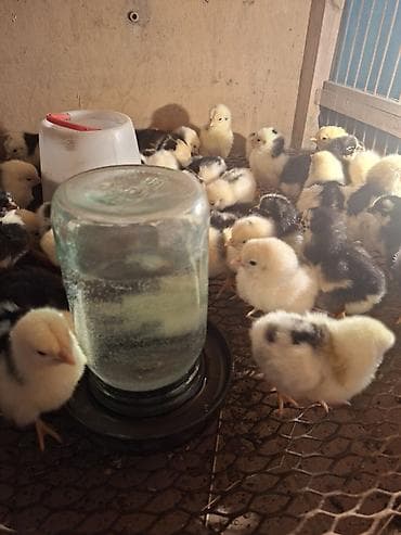 Продаю | Цыплята | Для разведения