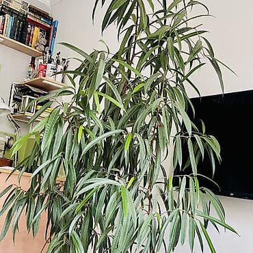 фикусы бенджамина: Комнатное растение фикус с вытянутыми листьями, посаженное в горшок — 2