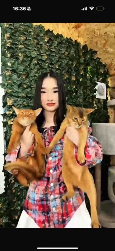 где можно купить телят симментальской породы: Абиссинские кошки (окрас соррель/рудые оттенки) - Порода: абиссинская — 2