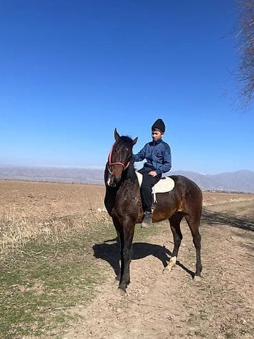 атдар: Продаю | Жеребец | Конный спорт — 3