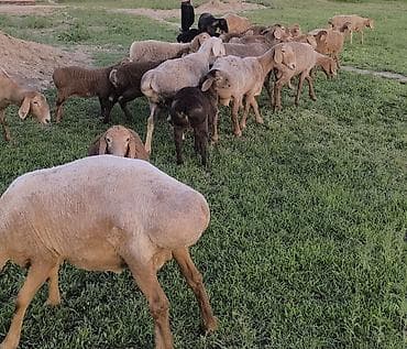 азиятский овчарка: Продаю | Овца (самка) | Для разведения | Матка — 4