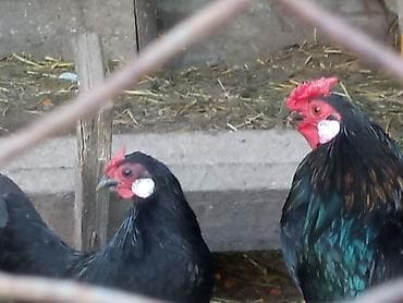 русская голубая длинношерстная кошка: Продаю | Куры | Для разведения — 1