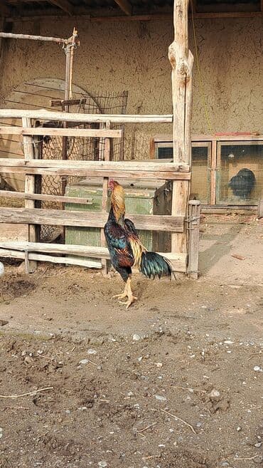 аксессуары для животных: Птицы — 2