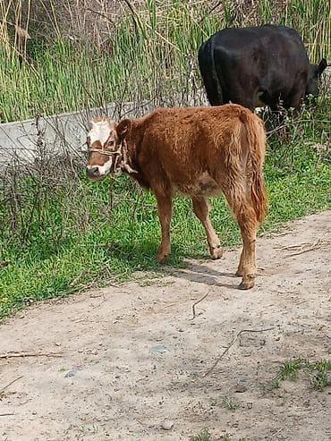 утки белые: Продаю | Музоо, торпок | Полукровка | На откорм | Привязанные — 4