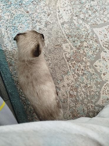 Отдам даром кошку: Шотландский котёнок с окрасом колор-пойнт - Порода: шотландская — 3