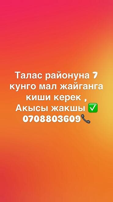 ищу чабан: 7кунго мал жайганга киши керек АКЫСЫ ЖАКШЫ✅ Требуется пастух для — 2