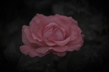 фотоаппарат instax в бишкеке: Nikon D3300 + два объектива, 18-55 и 18-105 мм. Домашнее — 6