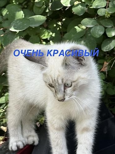 3 месяца, Мальчик, Белый, Приучена к лотку