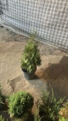 деревья продаю: Туя западная Smaragd (Thuja occidentalis ‘Smaragd’) — вечнозелёная — 7