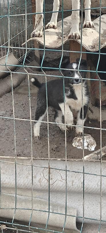 продается куры: Лайка, 3 месяца, Самка — 1