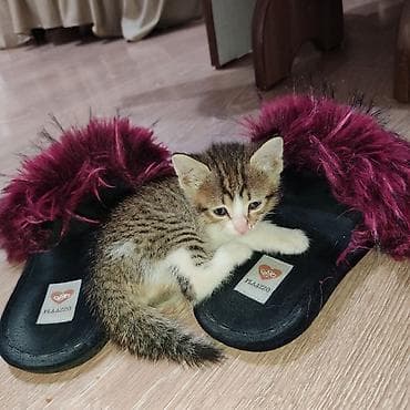 Отдам даром кошку: 1 месяц, Мальчик, Приучена к лотку — 2