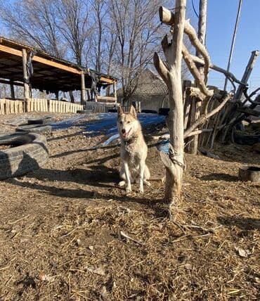 Иттер: Порода: лайка (типичный северный тип). Окрас: светло-рыжий с белыми — 2