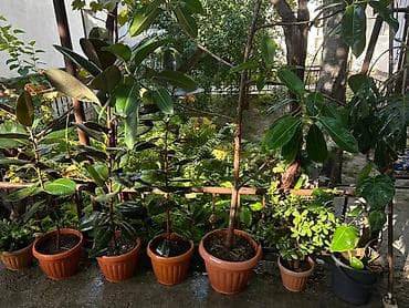 Монстерлер: Ош — 1