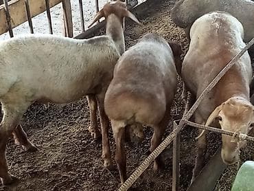 животные бараны: Продаю | Баран (самец) | На забой — 2