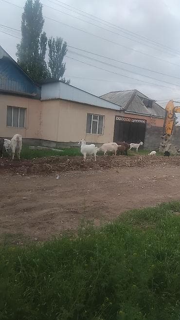 кролик бишкек: Сатам | Улак | Заанен | Көбөйтүү үчүн | Асыл тукумдуу — 6