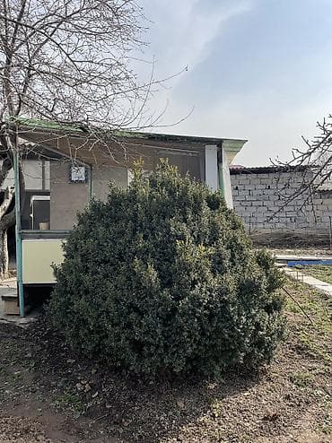 Самшит: 🌿 Продаётся большой самшит 🌿 Красивый, густой и аккуратно — 1