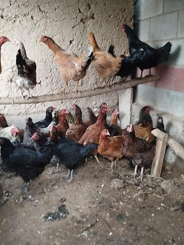 Дамашный тооктор сатылат 28 тоок 3 короз бар активный алмашу жолдору