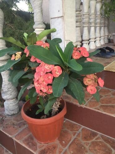 Молочай от 700-1000 с в зависимости от размера