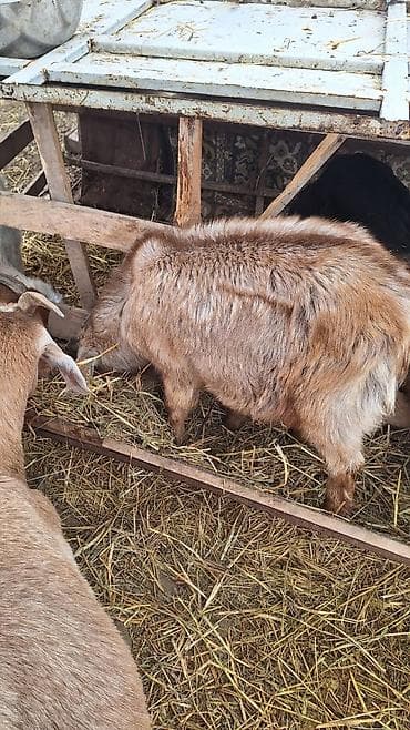 куры виандот: Продаю | Козлёнок | Нубийская — 1