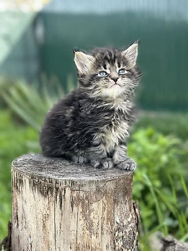 сфинкс котята: В нашем питомнике Elsonite подрастают невероятные котята Мейн Кун — — 7