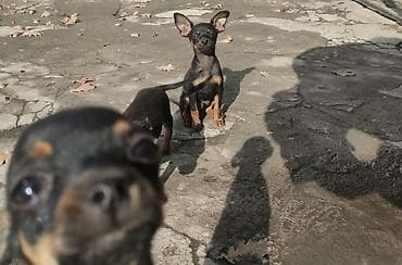 Срочно! срочно! срочно! продаются чистокровные щенки Той терьеры at lalafo.kg Срочно! срочно! срочно! продаются чистокровные щенки Той терьеры