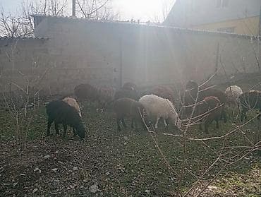 кочко: Продаю | Ягненок | Полукровка | Для разведения — 1