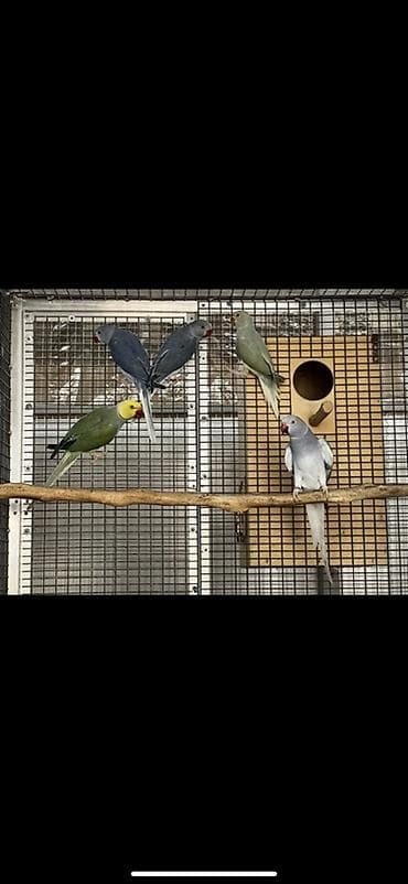 баа: Александрийские ожереловые попугаи (Psittacula eupatria) Имеются — 8