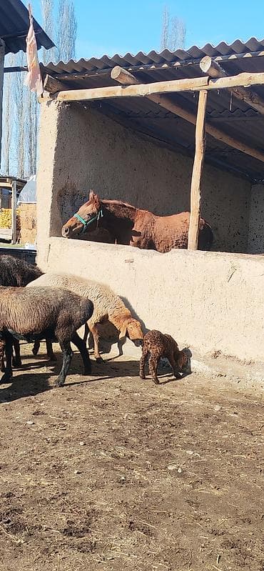 чистокровный лошади: Продаю | Кобыла (самка) | Полукровка | Для разведения — 4