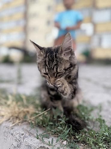 кошка в добрые руки: Кошка даром: Беспородная, 6 месяцев, Девочка — 2