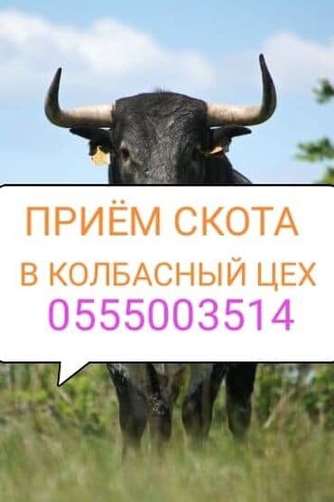 бык новопокровка: Сатып алам | Жылкылар, аттар, Уйлар, букалар, Башка а/ч жаныбарлары | Бардык шартта, Күнү-түнү — 1