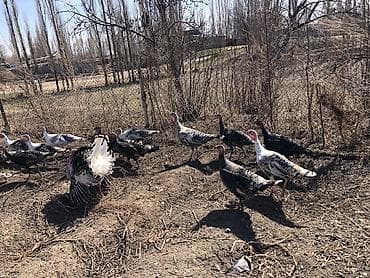 куриный помёт: Продаю | Куры | Домашняя | Несушки — 4