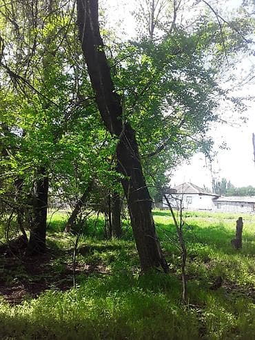 темир издегич: Продаю деревья обращаться по телефону — 7