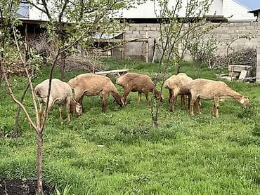 овцы гиссар: Продаю | Овца (самка) | Для разведения | Матка — 5