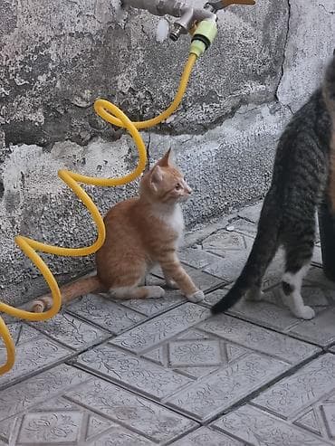 горные кошки: Кошка даром: Беспородная, 2 месяца, Девочка — 1