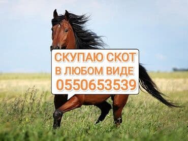 самые большие породы собак: Куплю | Лошади, кони, Коровы, быки, Другие с/х животные | На забой, на мясо, На откорм, Круглосуточно — 1