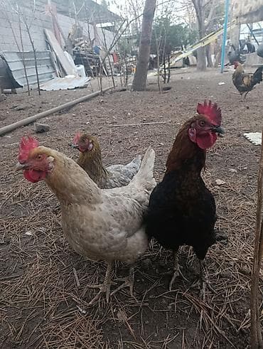 Аквариумдар: Сатам | Тооктор, Короздор, Балапандар | Союуга, Көбөйтүү үчүн, Жумуртка туудуруу үчүн — 5