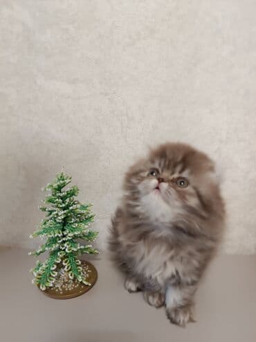 шотландский котенок цена: Продается Шотландская девочка хайленд фолд с отличной родословной — 3