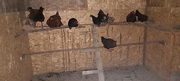 клетка курица: Продаю | Куры | Домашняя | Несушки — 1