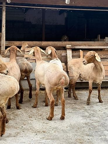 Продаю | Овца (самка) | На забой | Матка — 1