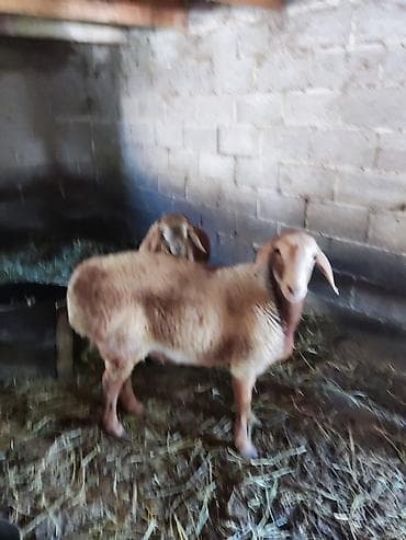 заменитель молока: Продаю | Овца (самка) | На забой — 3